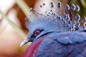 معلومات عن طيور الجنة و انواعها المميزة